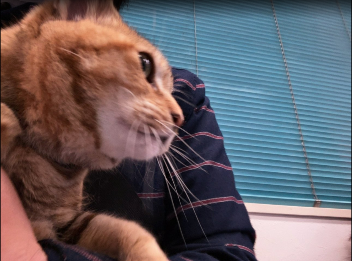 f:id:shigeo-t:20200522124207p:plain f:id:shigeo-t:20200522124207p:plain