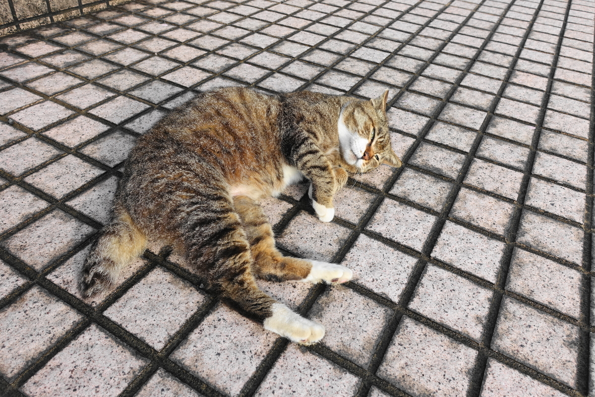 f:id:shigeo-t:20200526095110j:plain