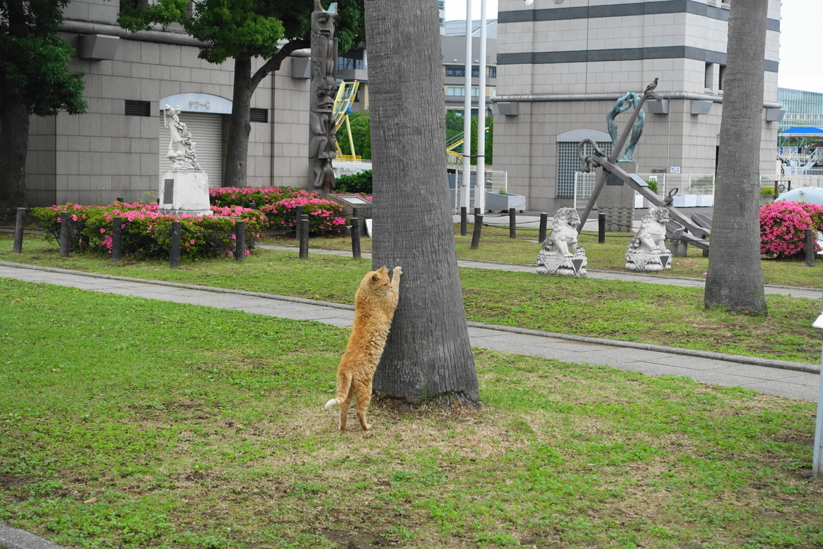 f:id:shigeo-t:20200530100213j:plain f:id:shigeo-t:20200530100213j:plain