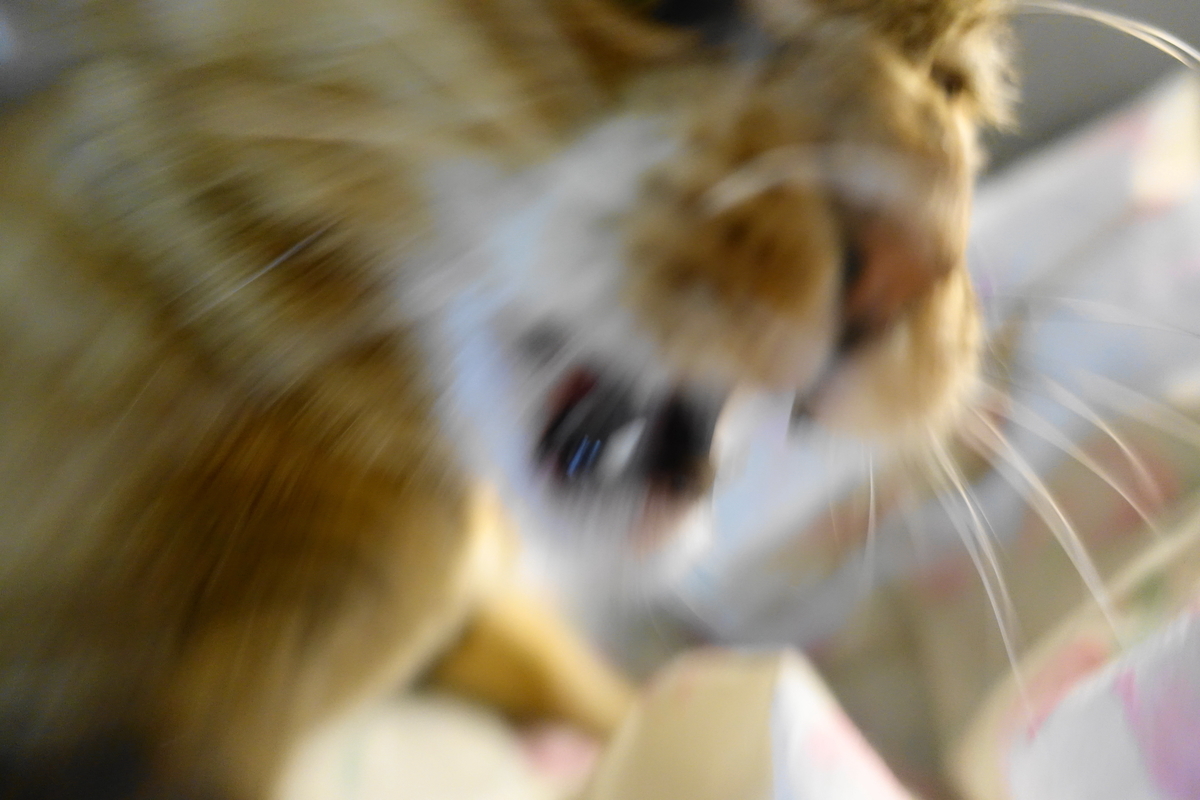 f:id:shigeo-t:20200603111432j:plain