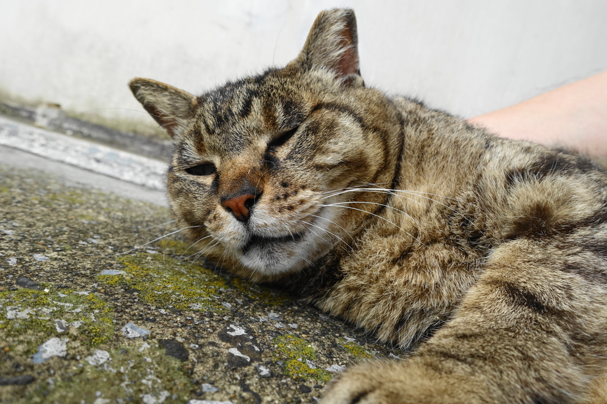 f:id:shigeo-t:20200607095713j:plain f:id:shigeo-t:20200607095713j:plain