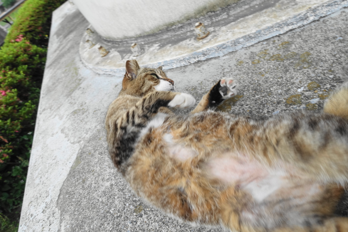 f:id:shigeo-t:20200607100303j:plain f:id:shigeo-t:20200607100303j:plain