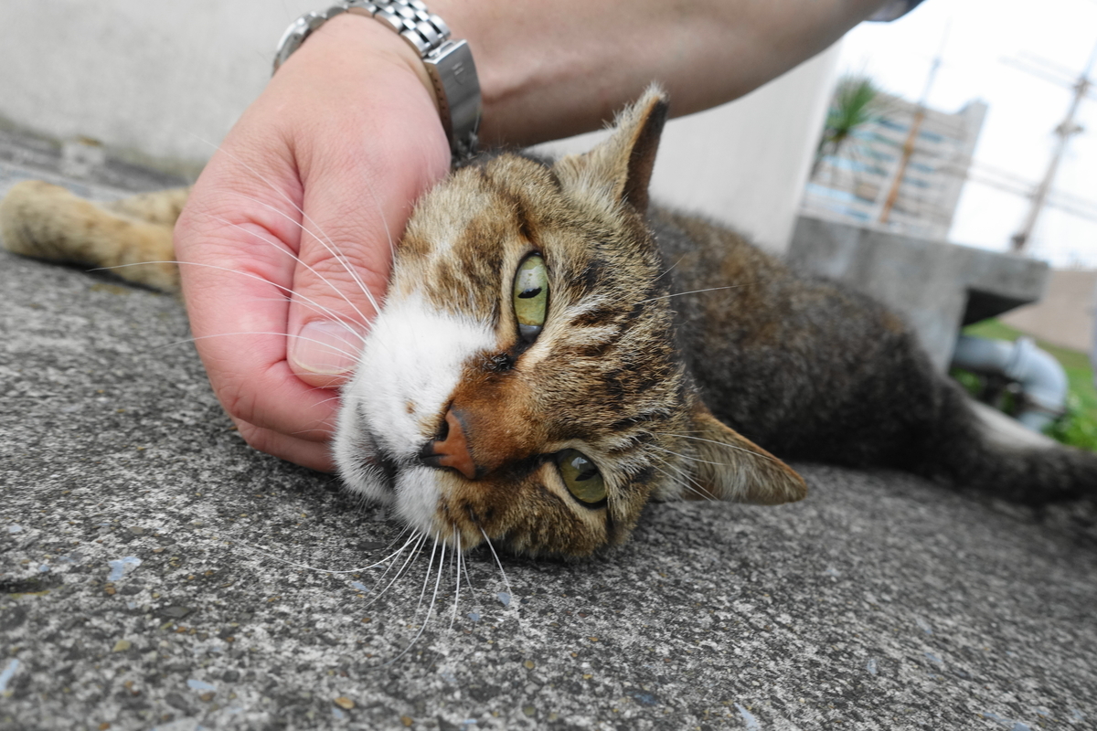 f:id:shigeo-t:20200607100315j:plain f:id:shigeo-t:20200607100315j:plain