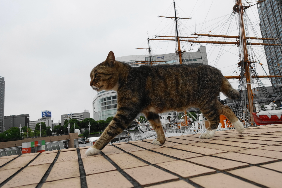 f:id:shigeo-t:20200607100343j:plain f:id:shigeo-t:20200607100343j:plain