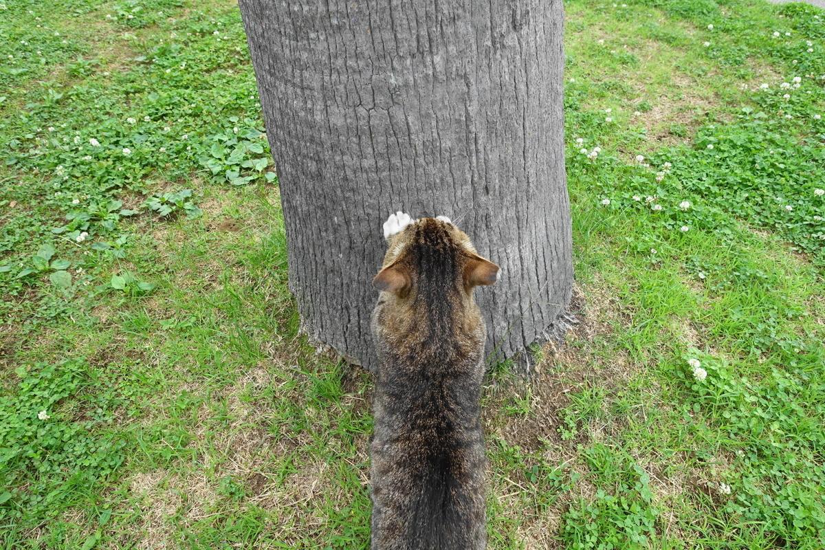 f:id:shigeo-t:20200607101039j:plain f:id:shigeo-t:20200607101039j:plain