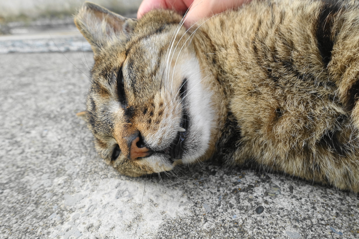 f:id:shigeo-t:20200611094234j:plain