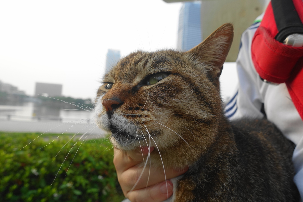 f:id:shigeo-t:20200611094346j:plain