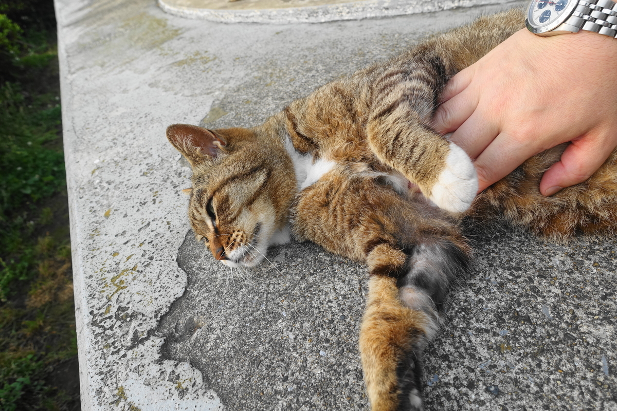 f:id:shigeo-t:20200611094359j:plain