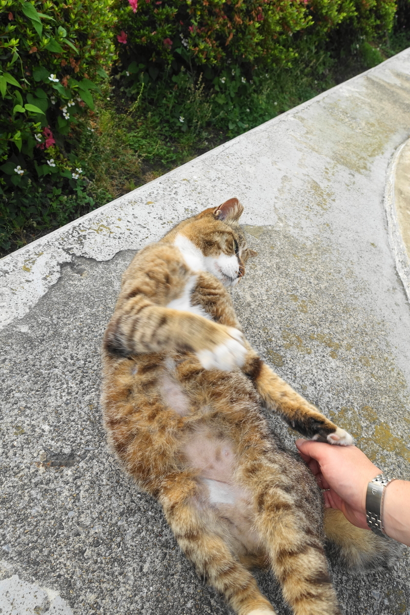 f:id:shigeo-t:20200611094438j:plain