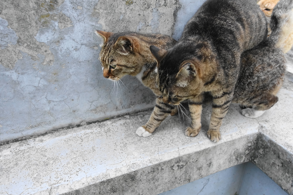 f:id:shigeo-t:20200611095837j:plain