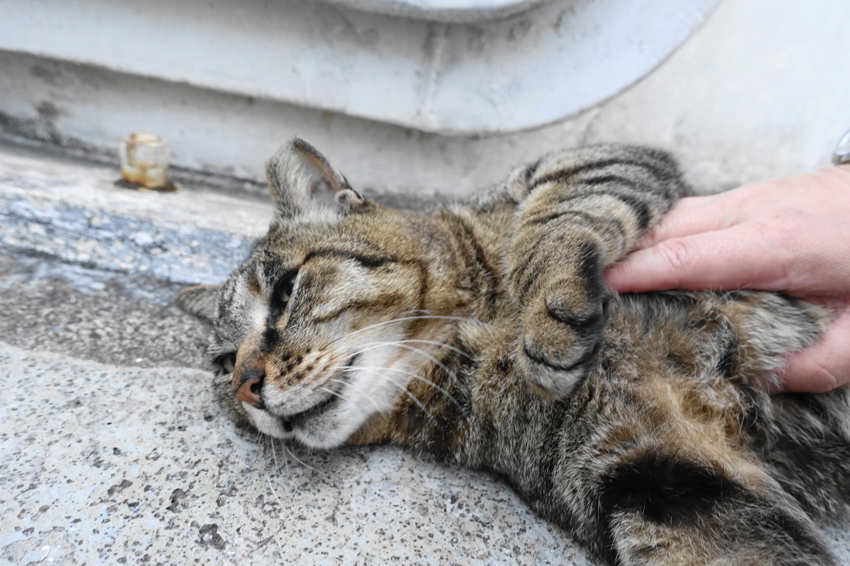 f:id:shigeo-t:20200611095918j:plain