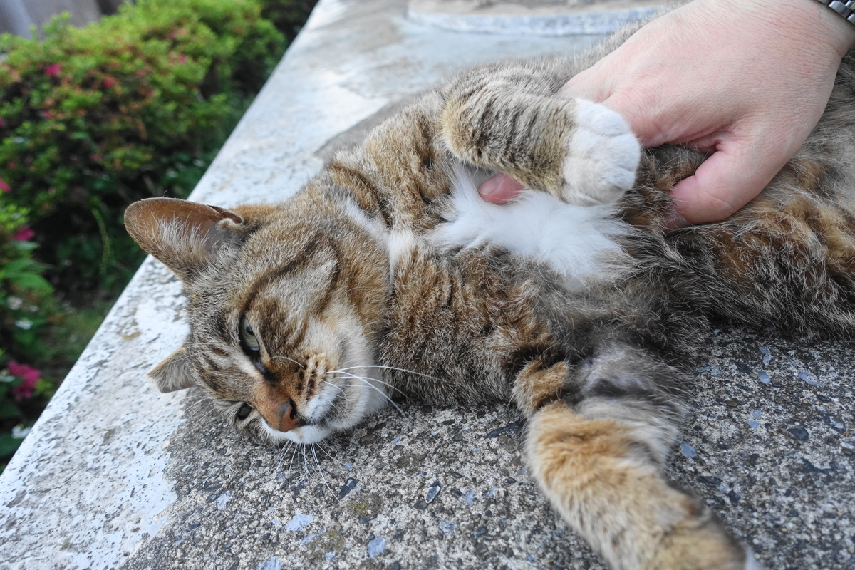 f:id:shigeo-t:20200611100153j:plain