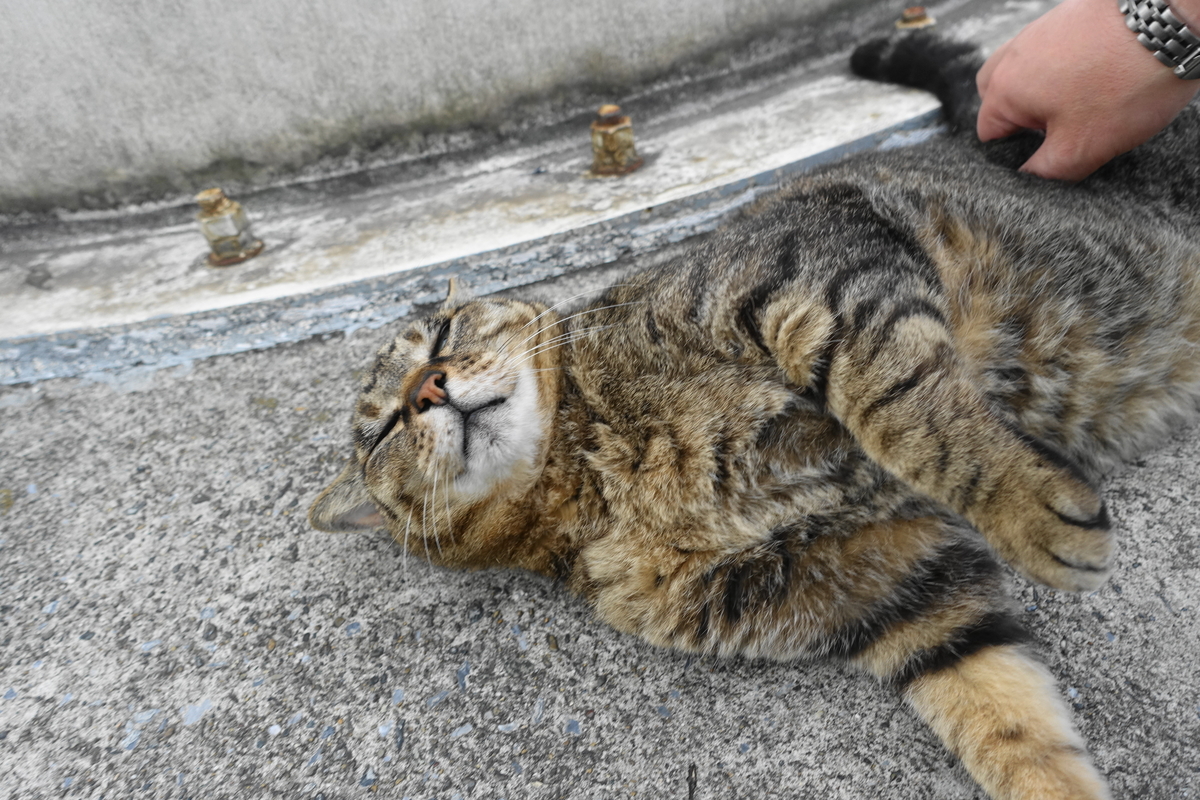 f:id:shigeo-t:20200611101105j:plain