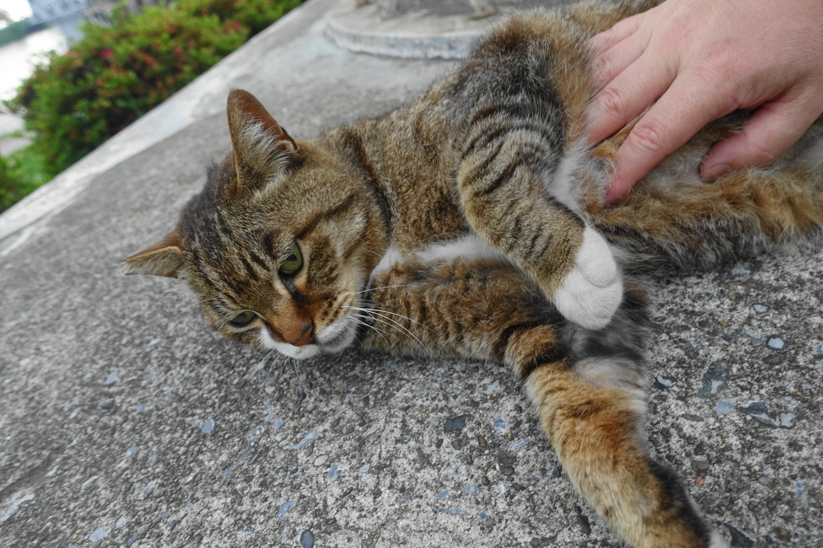 f:id:shigeo-t:20200611101129j:plain