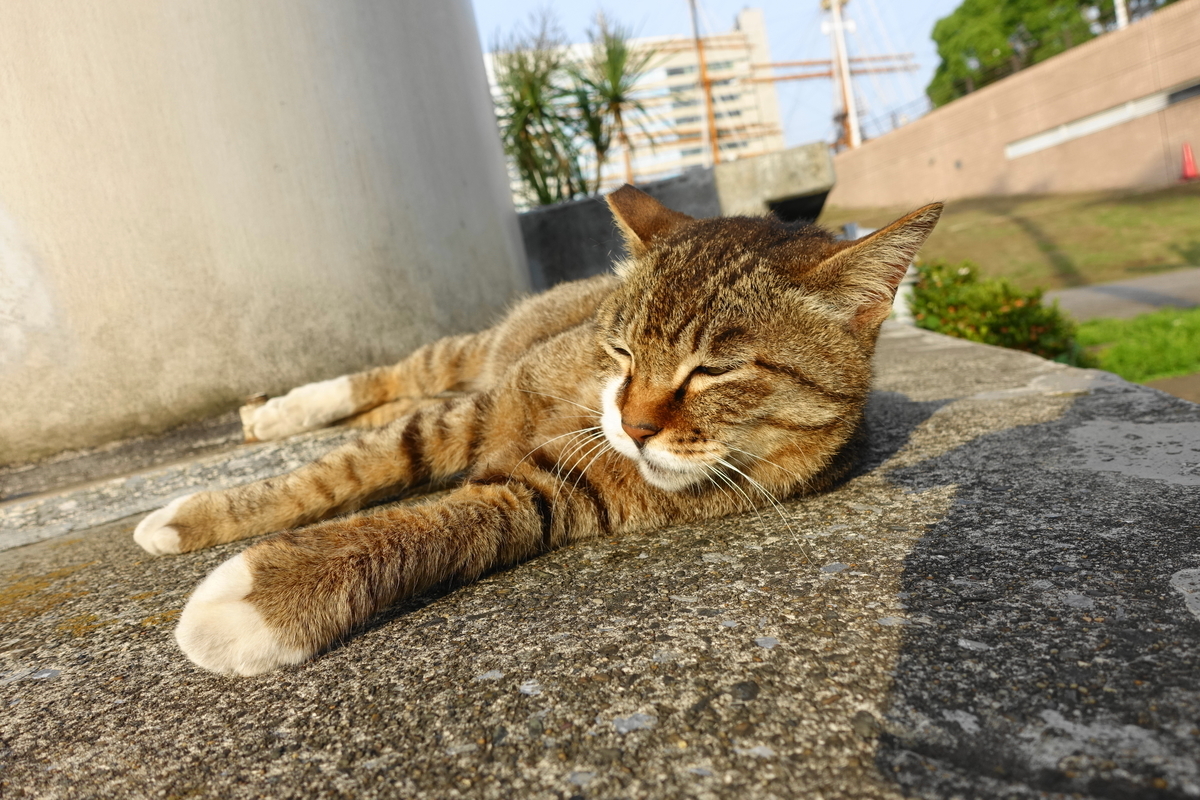 f:id:shigeo-t:20200614101251j:plain