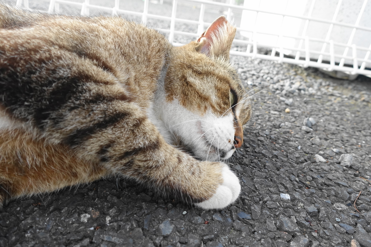 f:id:shigeo-t:20200614103055j:plain