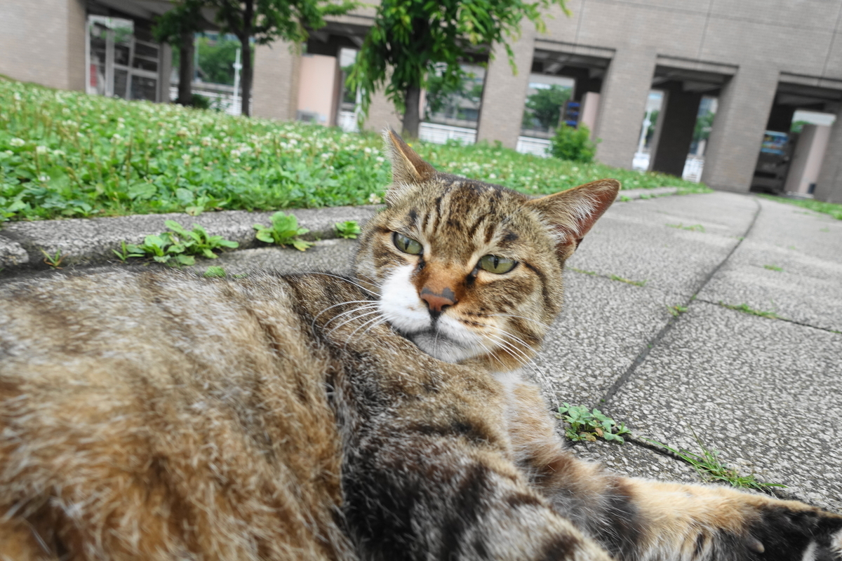 f:id:shigeo-t:20200616093039j:plain f:id:shigeo-t:20200616093039j:plain