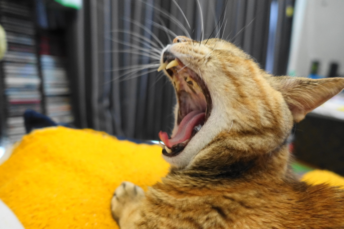 f:id:shigeo-t:20200617104620j:plain f:id:shigeo-t:20200617104620j:plain