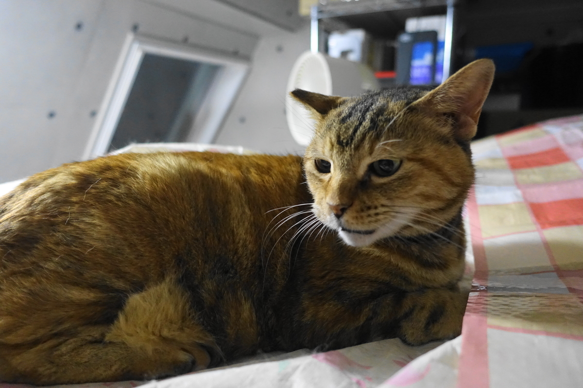 f:id:shigeo-t:20200617104747j:plain f:id:shigeo-t:20200617104747j:plain