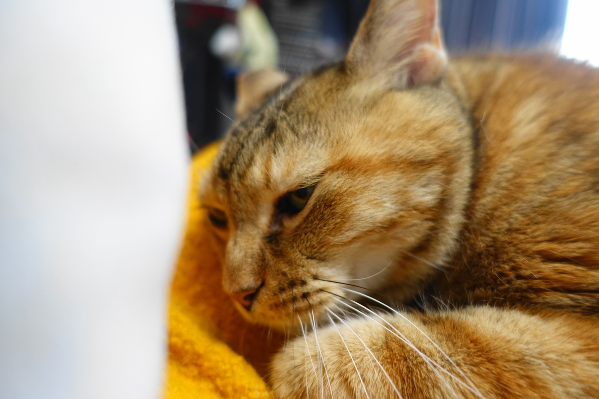 f:id:shigeo-t:20200617104856j:plain f:id:shigeo-t:20200617104856j:plain