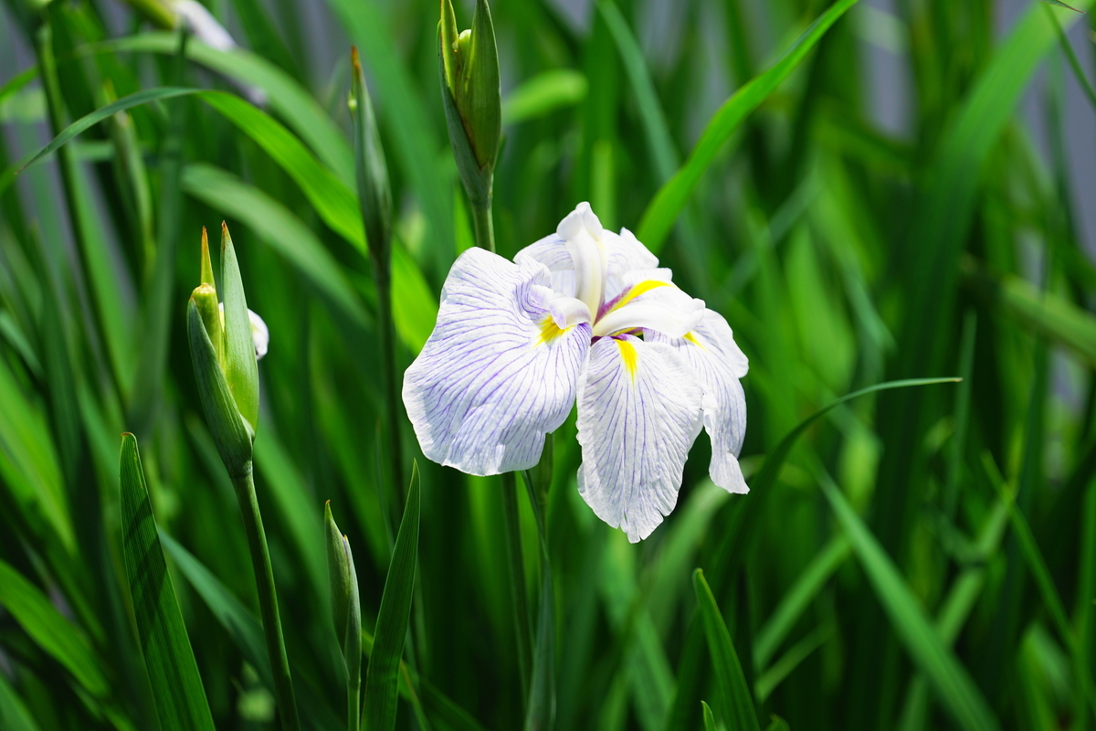 f:id:shigeo-t:20200620141522j:plain f:id:shigeo-t:20200620141522j:plain