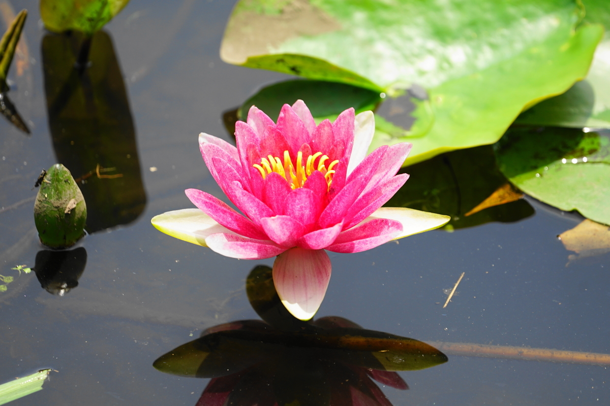 f:id:shigeo-t:20200620141543j:plain f:id:shigeo-t:20200620141543j:plain