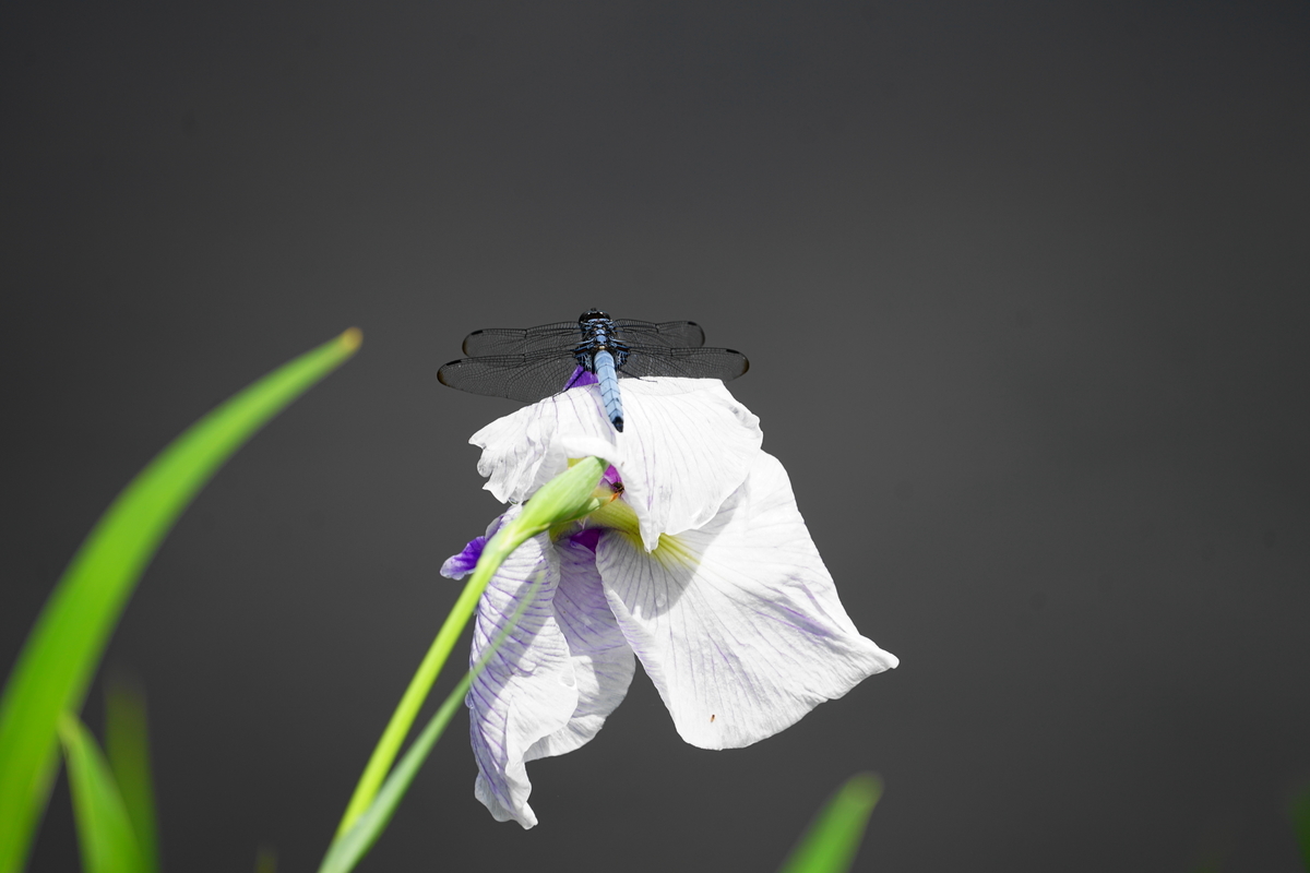 f:id:shigeo-t:20200620141556j:plain f:id:shigeo-t:20200620141556j:plain