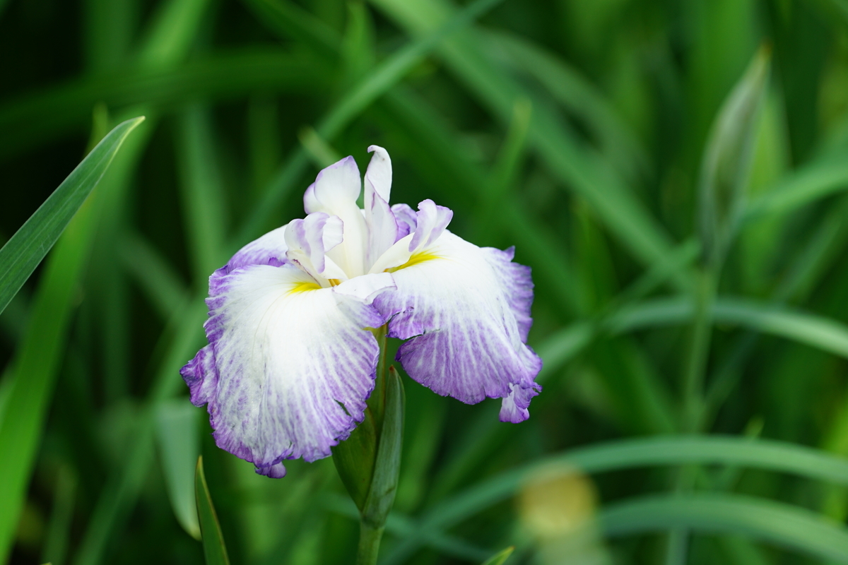 f:id:shigeo-t:20200620141627j:plain f:id:shigeo-t:20200620141627j:plain