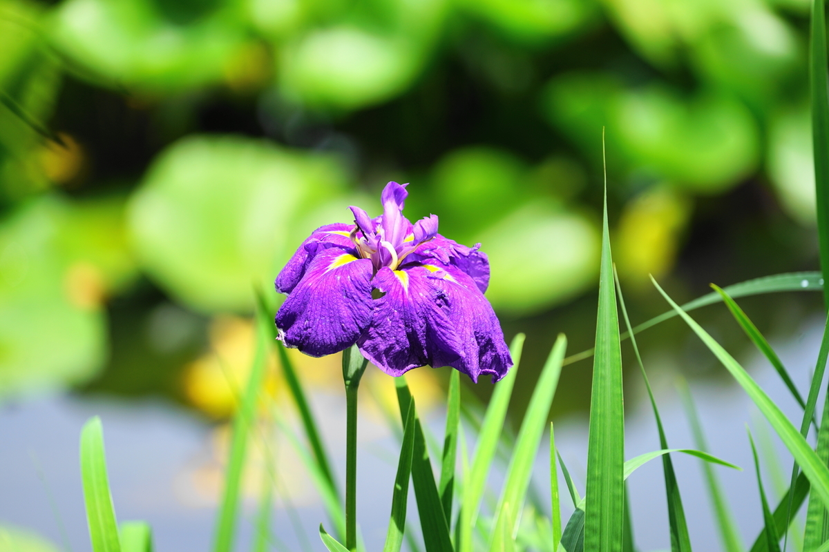 f:id:shigeo-t:20200620141645j:plain f:id:shigeo-t:20200620141645j:plain