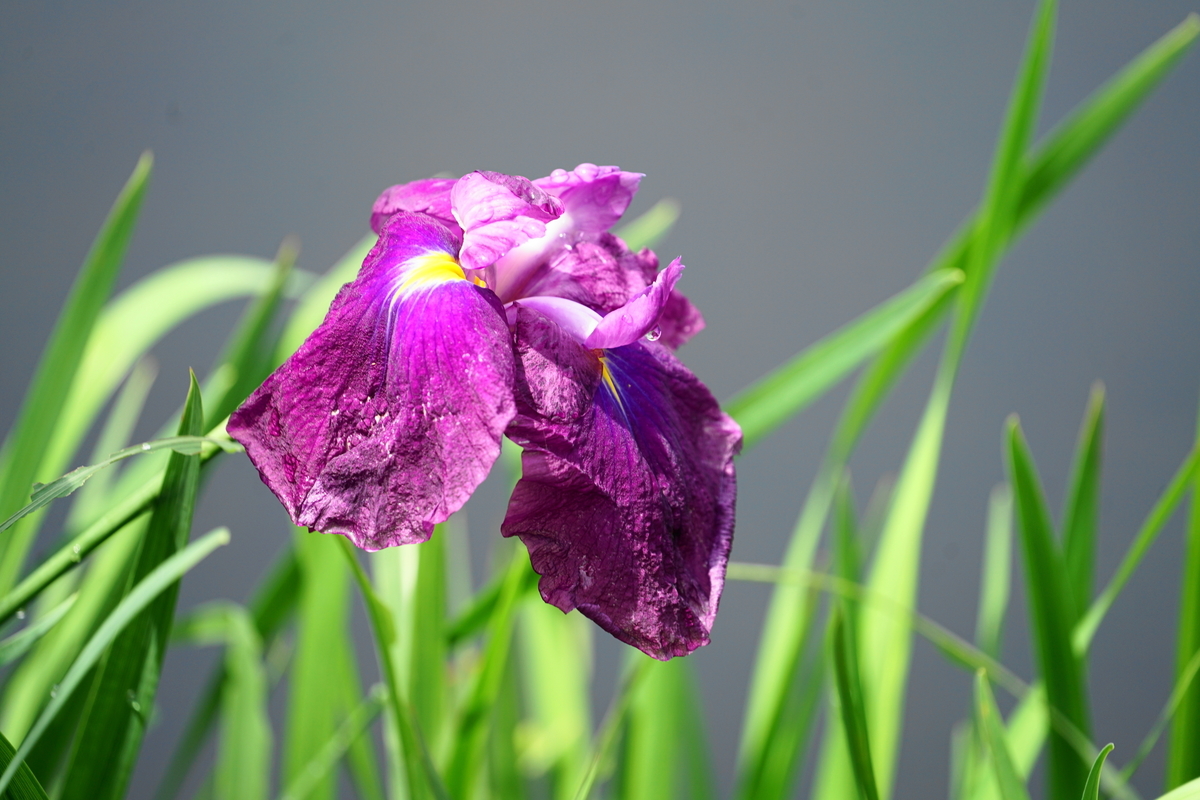 f:id:shigeo-t:20200620141721j:plain f:id:shigeo-t:20200620141721j:plain