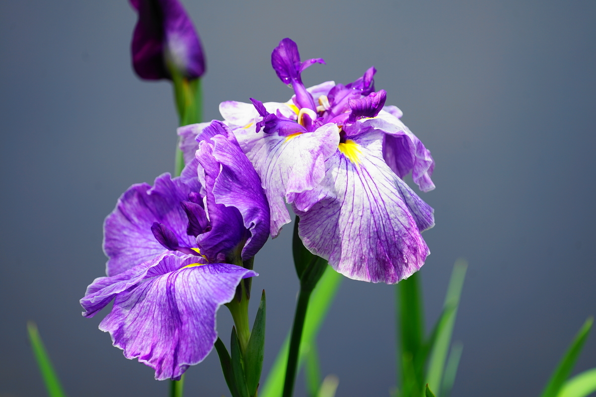 f:id:shigeo-t:20200620141733j:plain f:id:shigeo-t:20200620141733j:plain