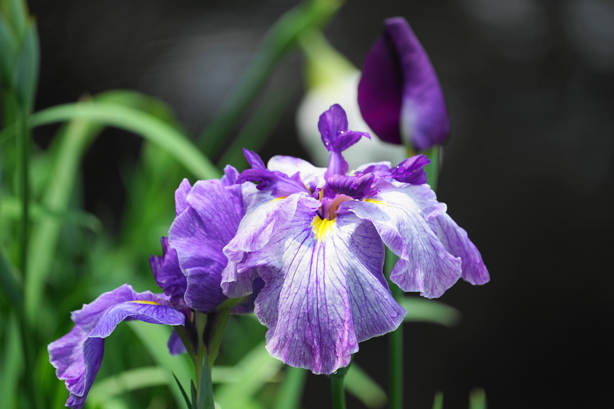 f:id:shigeo-t:20200620141755j:plain f:id:shigeo-t:20200620141755j:plain