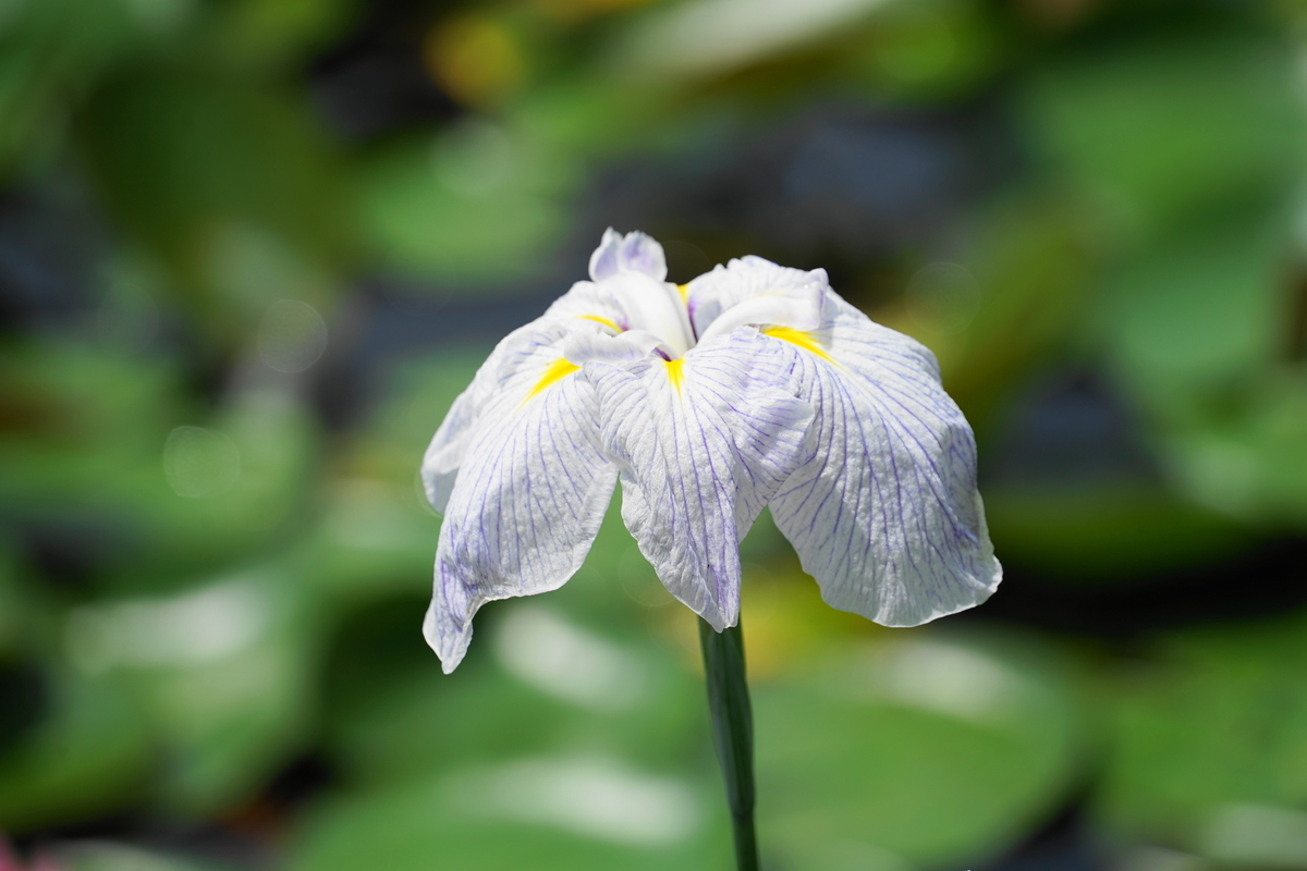 f:id:shigeo-t:20200620141815j:plain f:id:shigeo-t:20200620141815j:plain