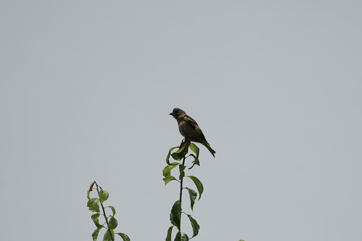 f:id:shigeo-t:20200620142023j:plain f:id:shigeo-t:20200620142023j:plain