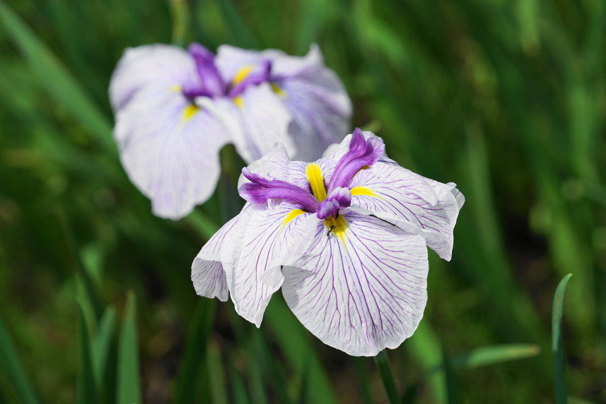 f:id:shigeo-t:20200620142050j:plain f:id:shigeo-t:20200620142050j:plain