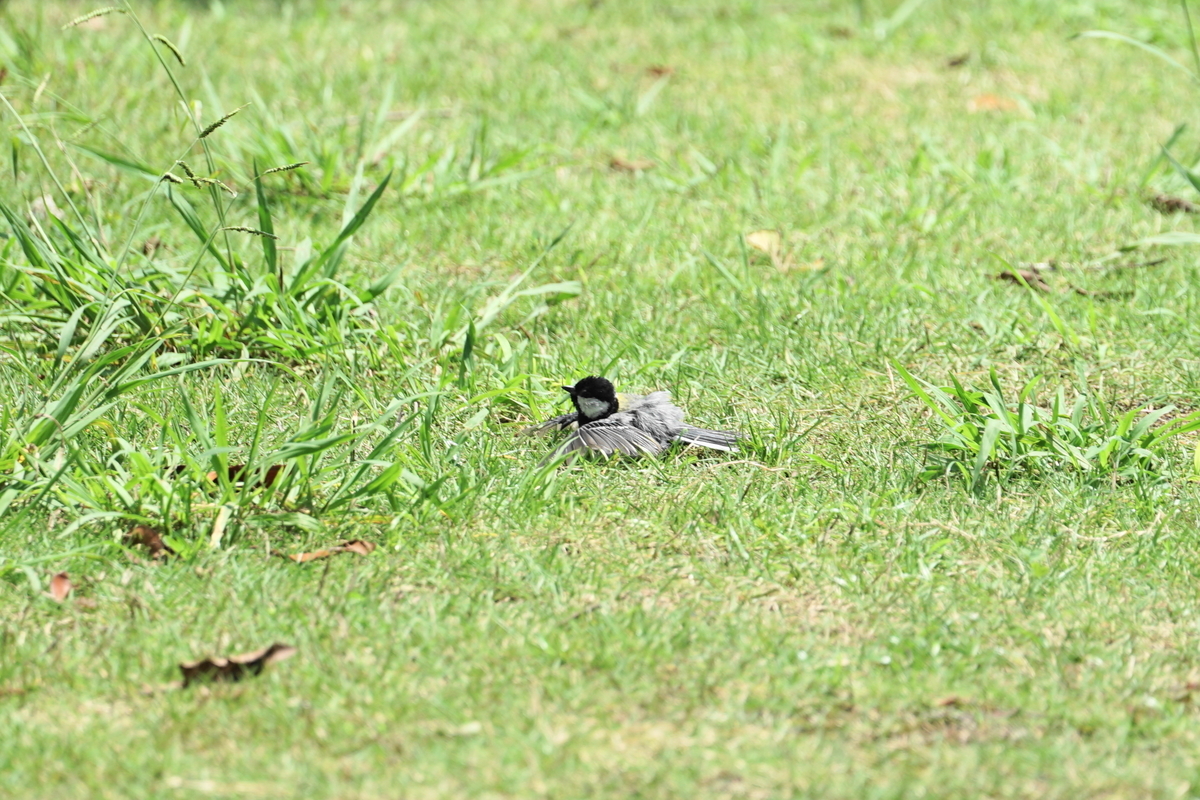 f:id:shigeo-t:20200620142155j:plain f:id:shigeo-t:20200620142155j:plain