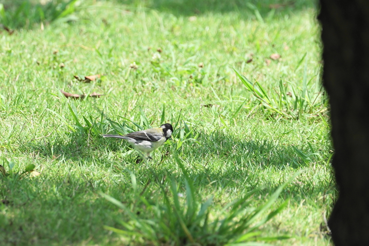 f:id:shigeo-t:20200620142221j:plain f:id:shigeo-t:20200620142221j:plain