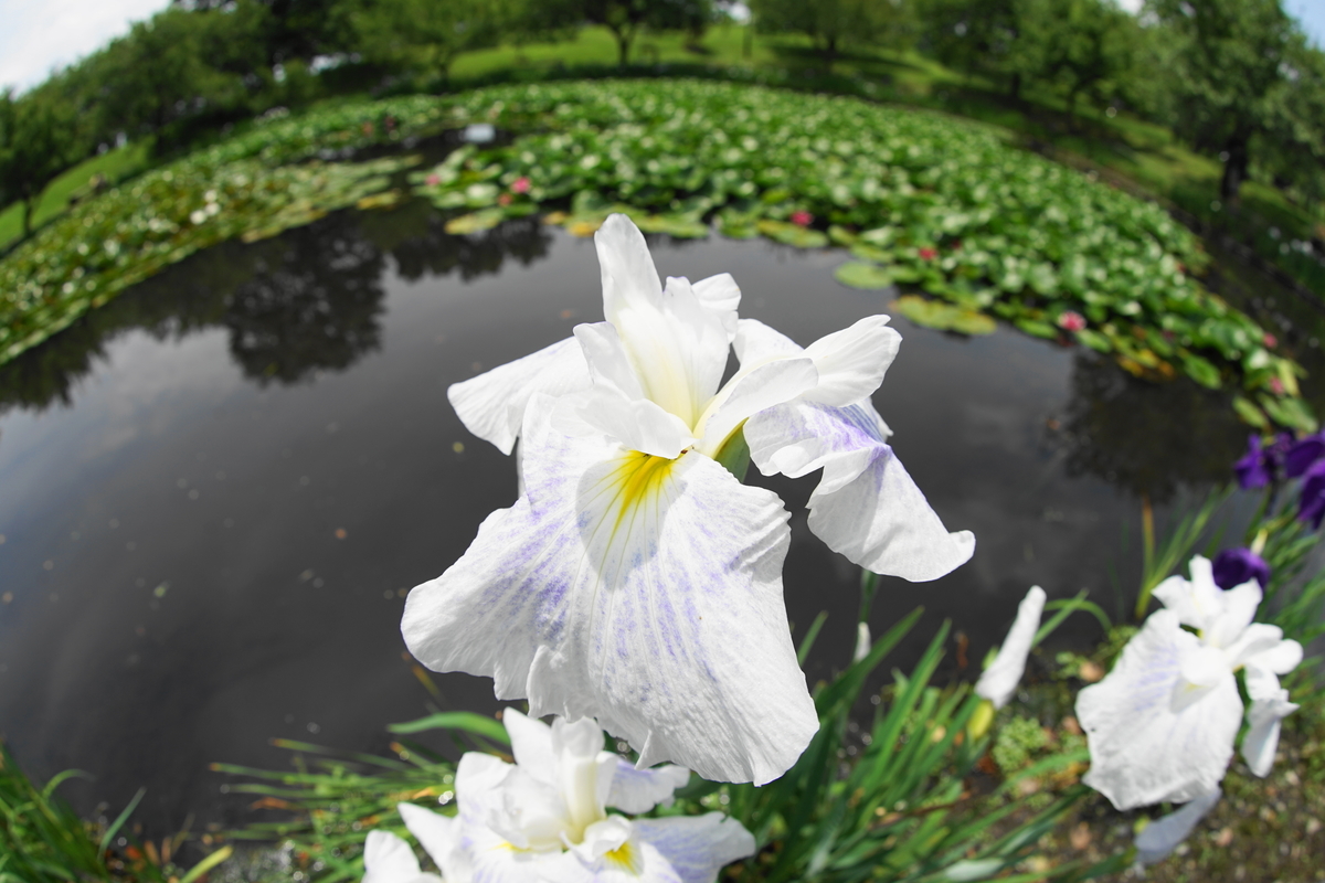 f:id:shigeo-t:20200620142315j:plain f:id:shigeo-t:20200620142315j:plain