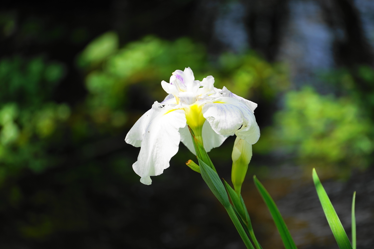 f:id:shigeo-t:20200620142350j:plain f:id:shigeo-t:20200620142350j:plain