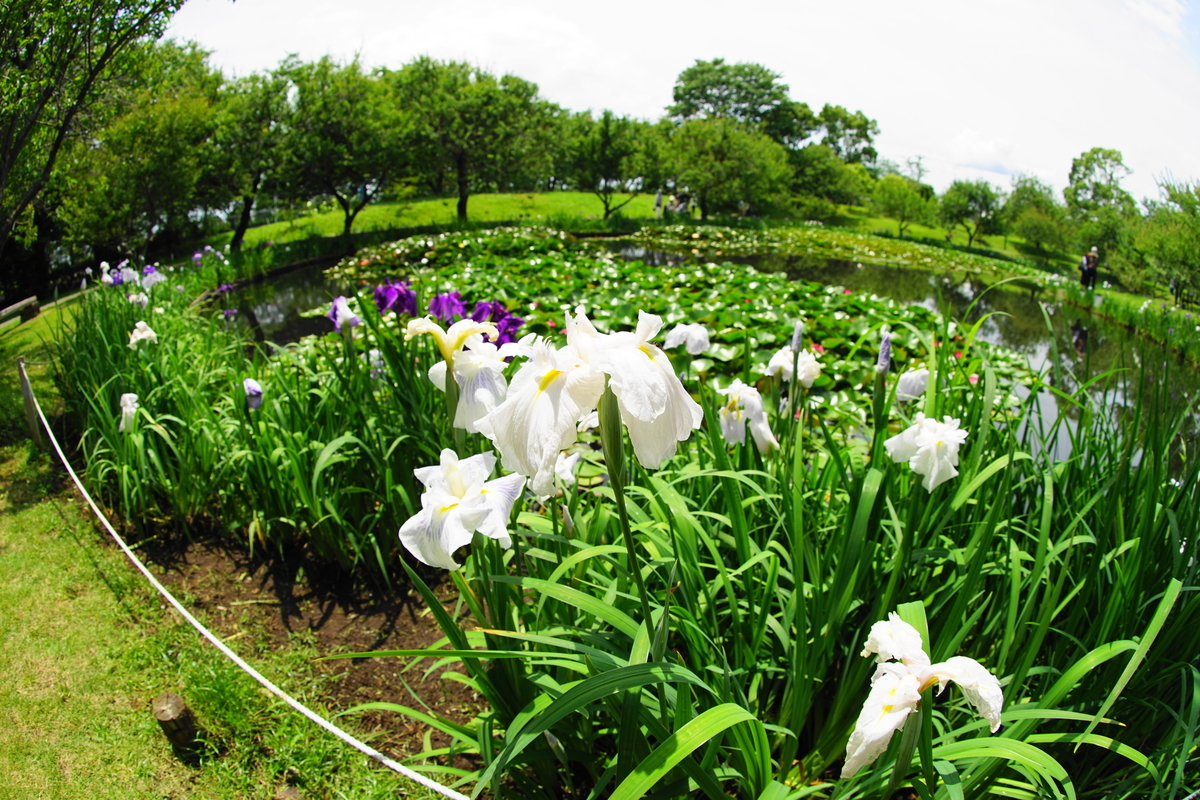 f:id:shigeo-t:20200620142436j:plain f:id:shigeo-t:20200620142436j:plain