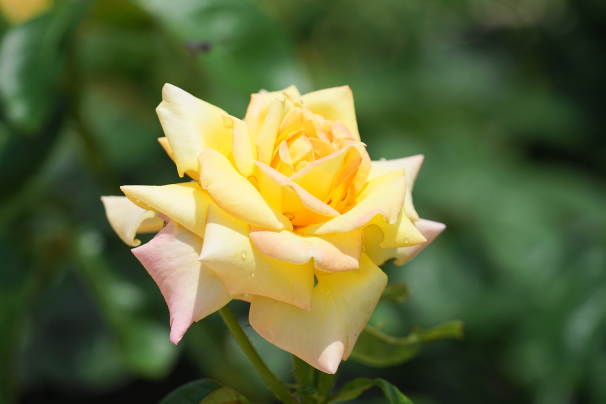 f:id:shigeo-t:20200621113007j:plain