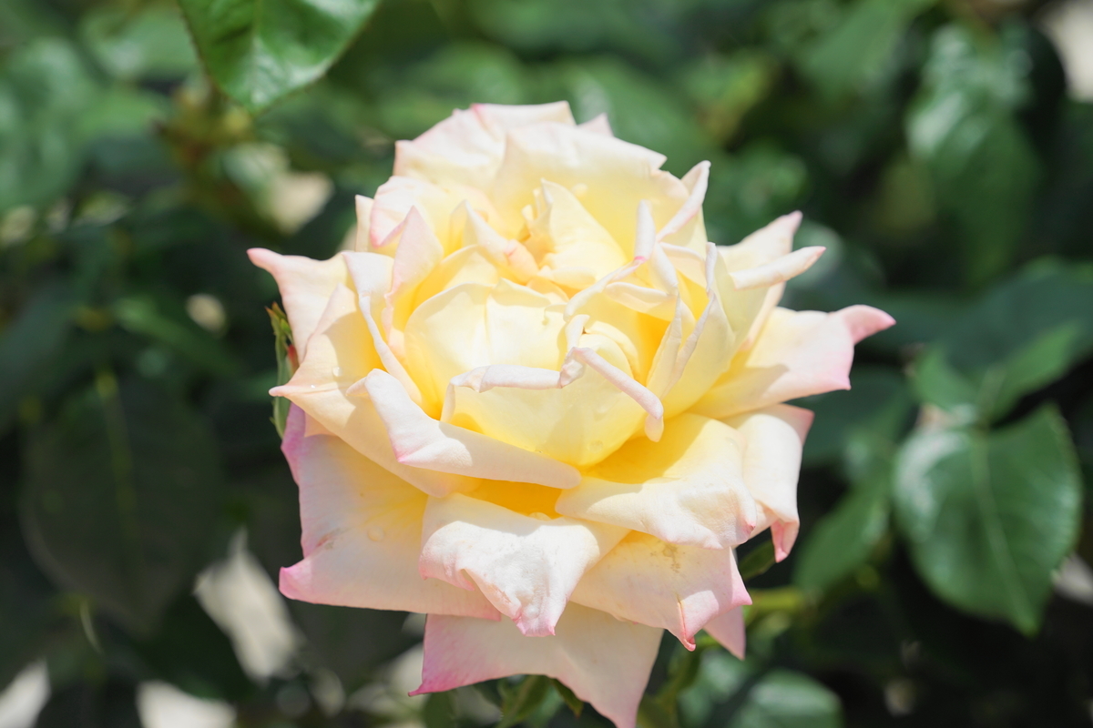 f:id:shigeo-t:20200621113022j:plain