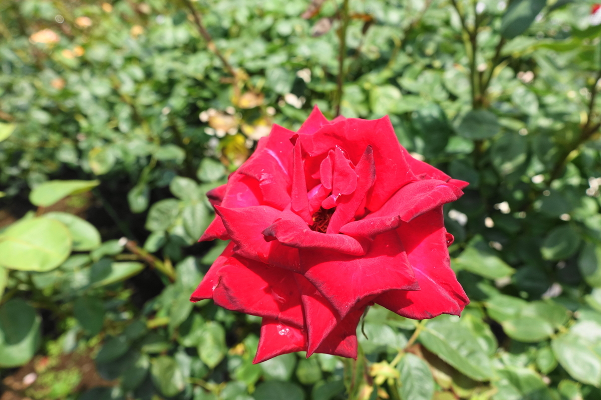 f:id:shigeo-t:20200621113040j:plain