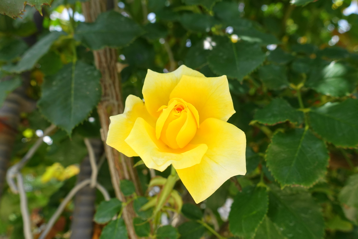 f:id:shigeo-t:20200621113115j:plain