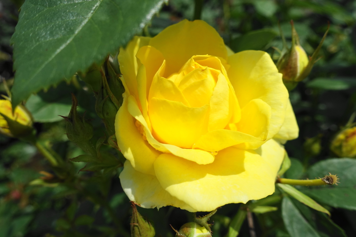 f:id:shigeo-t:20200621113137j:plain