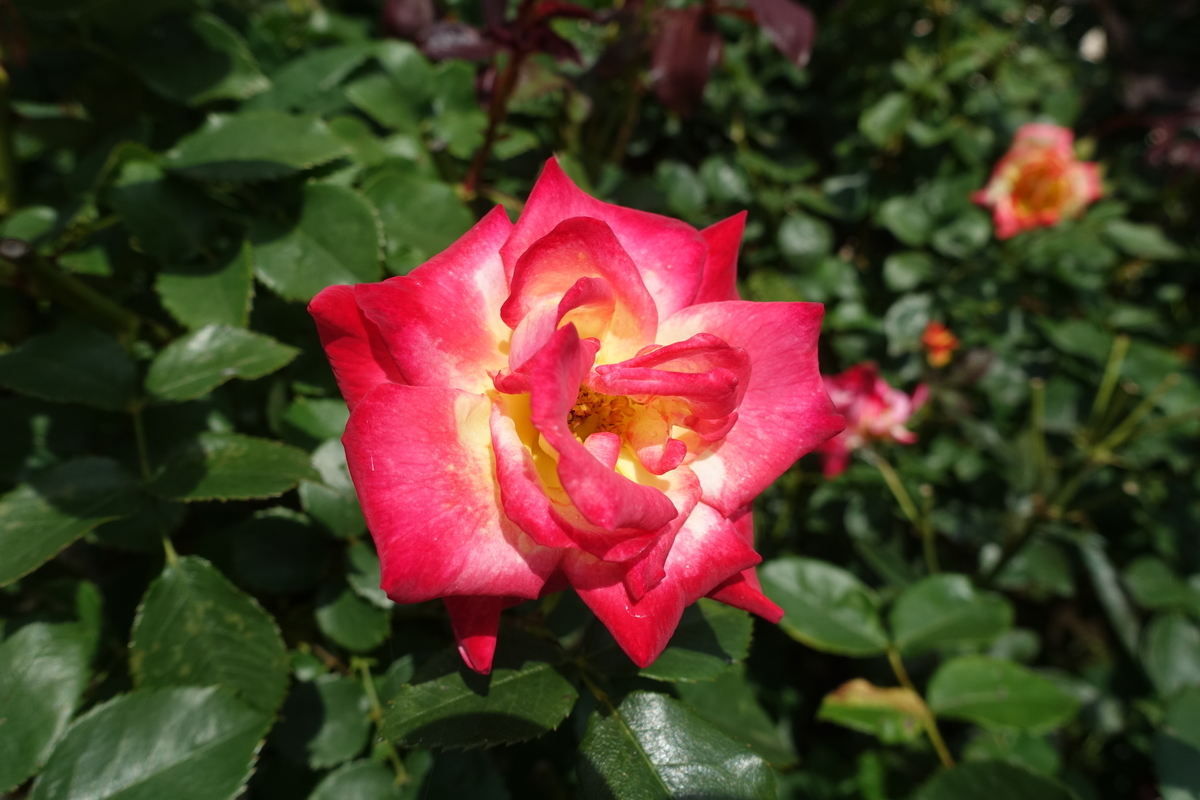 f:id:shigeo-t:20200621113151j:plain