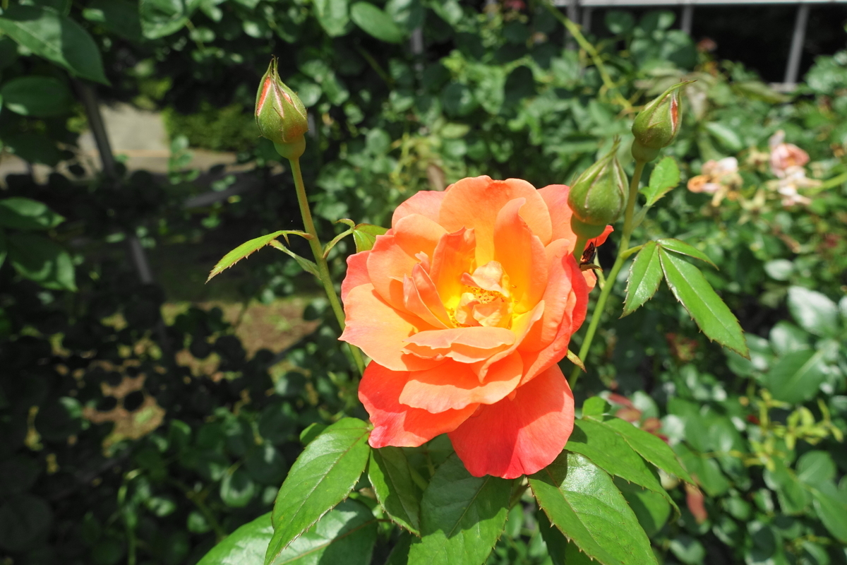 f:id:shigeo-t:20200621113216j:plain