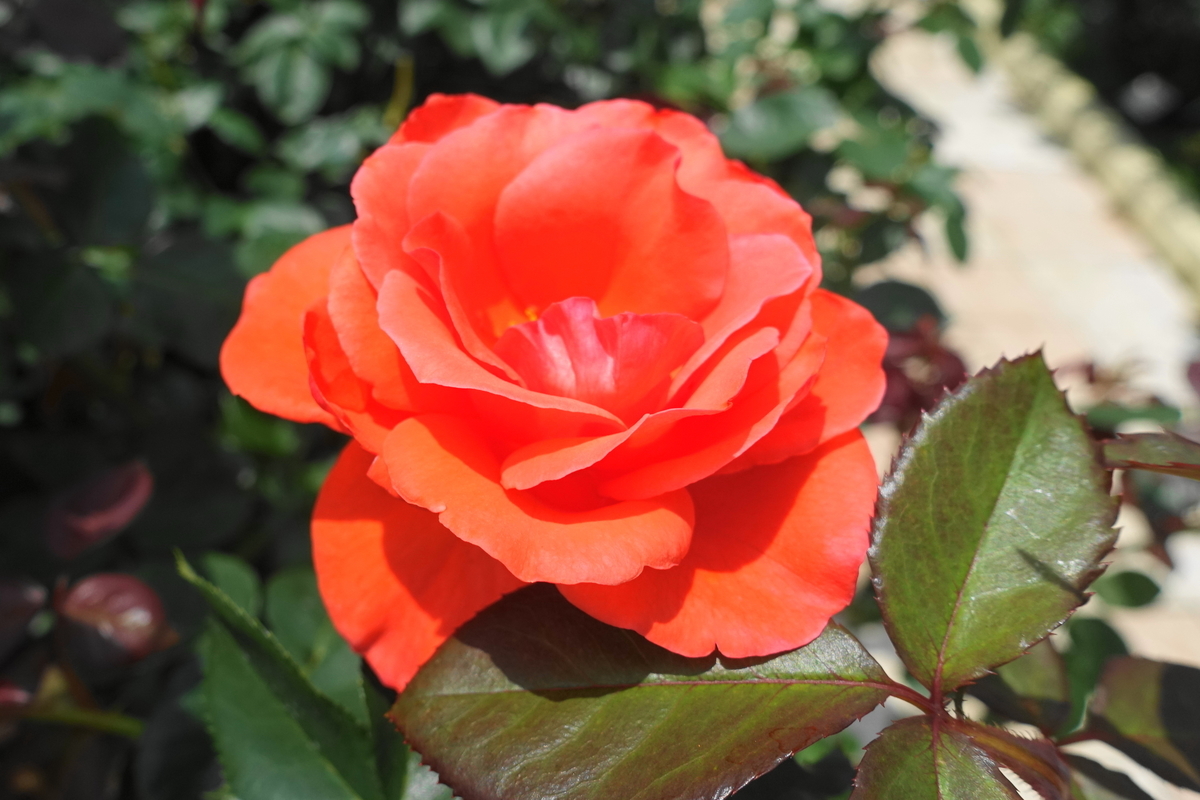 f:id:shigeo-t:20200621113240j:plain