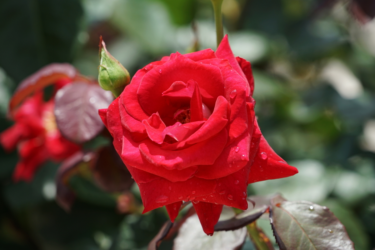 f:id:shigeo-t:20200621113302j:plain