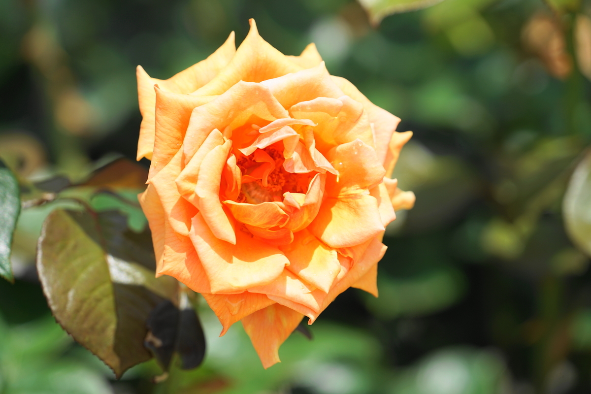 f:id:shigeo-t:20200621113323j:plain